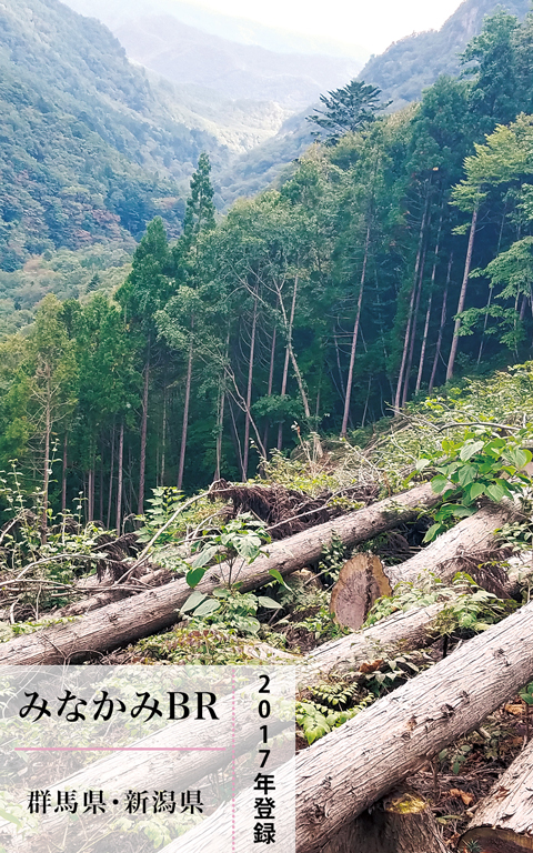 伐採した人工林の画像