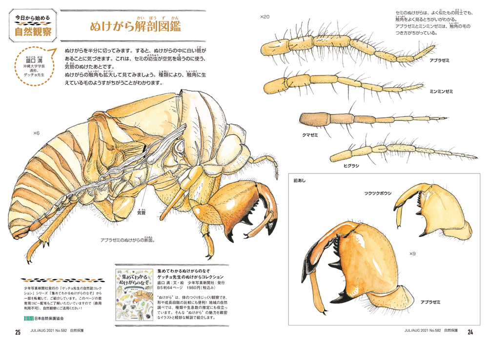 今日からはじめる自然観察 ぬけがら解剖図鑑 日本自然保護協会オフィシャルサイト