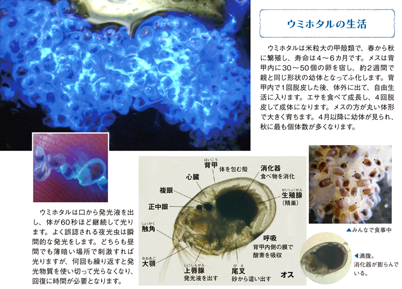 ウミホタルは米粒大の甲殻類で、春から秋に繁殖し、寿命は４～６カ月です。メスは背甲内に30～50個の卵を宿し、約2週間で親と同じ形状の幼体となってふ化します...。