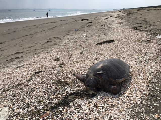 死んだウミガメの写真