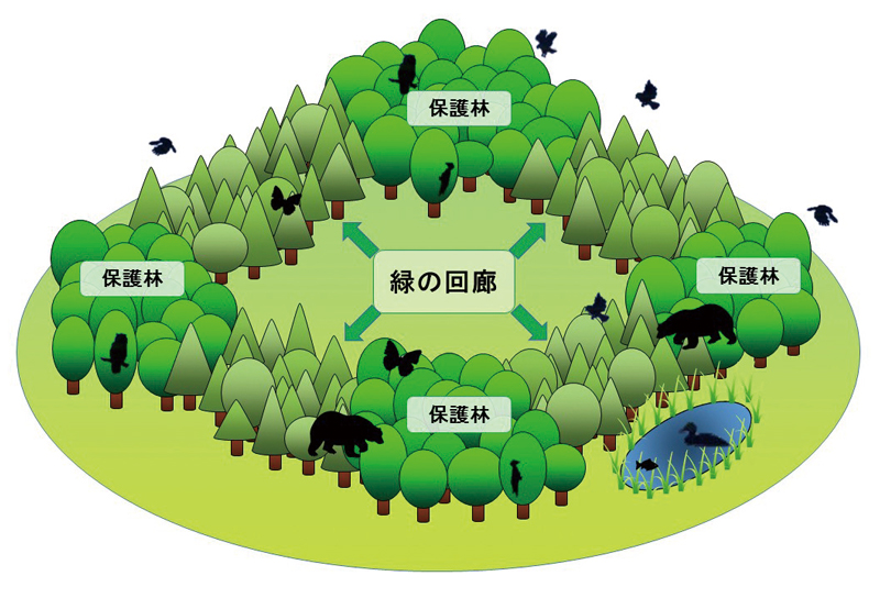 緑の回廊をイメージした画像