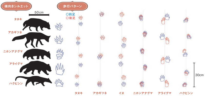 それぞれの足跡と歩行パータンを解説した図