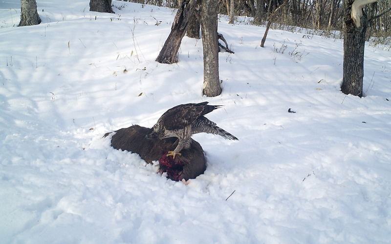 雪の上の狩猟残滓を食べるクマタカの写真