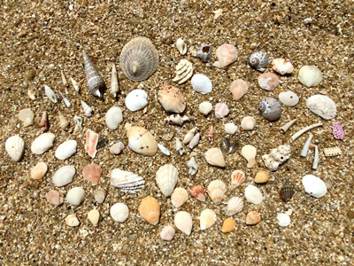 貝殻の写真