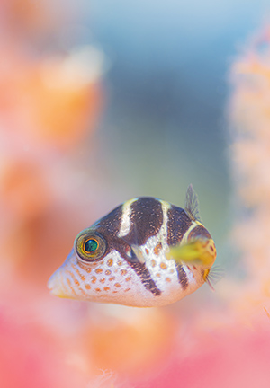 シマキンチャクフグの幼魚の写真