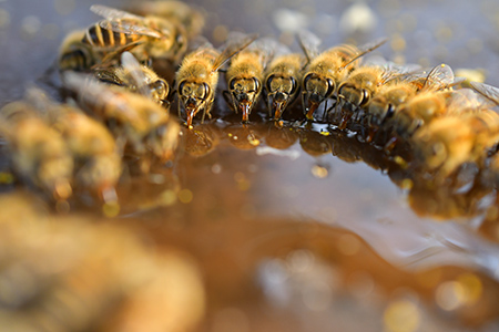 集団で蜜を舐めるミツバチの写真