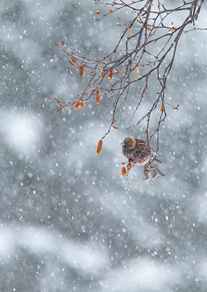 降雪の中のハギマシコの写真