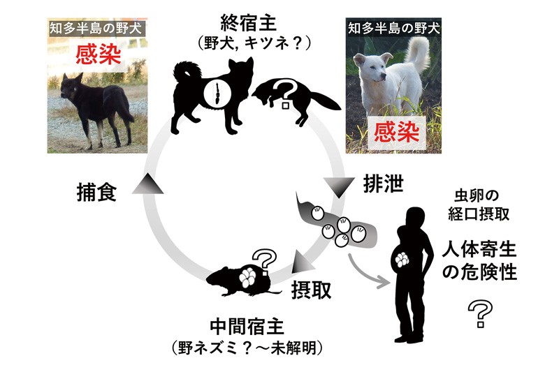 エキノコックスの生活環を表した模式図