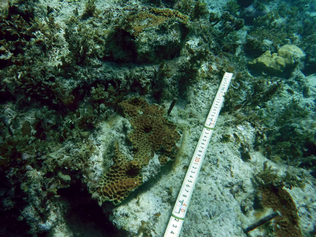 大浦湾でサンゴ群集と移植サンゴについて調査 - 日本自然保護協会オフィシャルサイト
