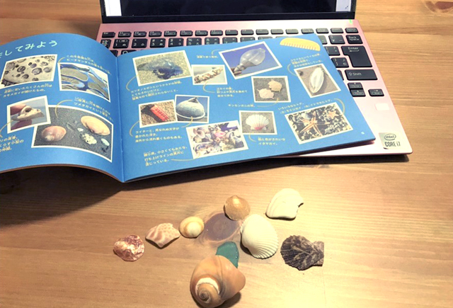 砂浜ノートと貝殻の写真