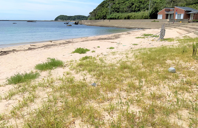 海浜植物の写真