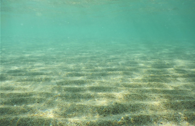 海中の砂紋の写真