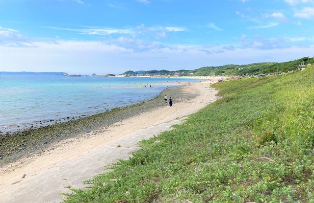 一面に広がる海浜植物の写真