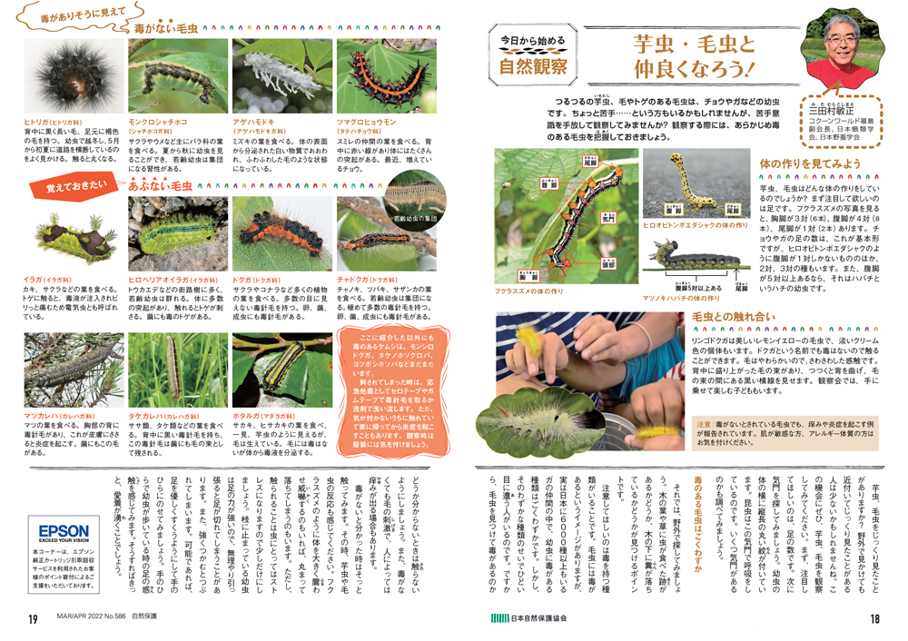 配布資料 今日から始める自然観察 芋虫 毛虫と仲良くなろう 日本自然保護協会オフィシャルサイト