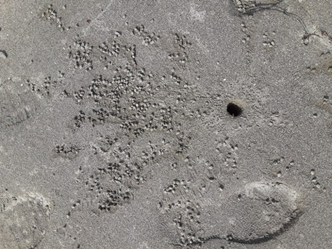スナガニの穴と砂だんごの写