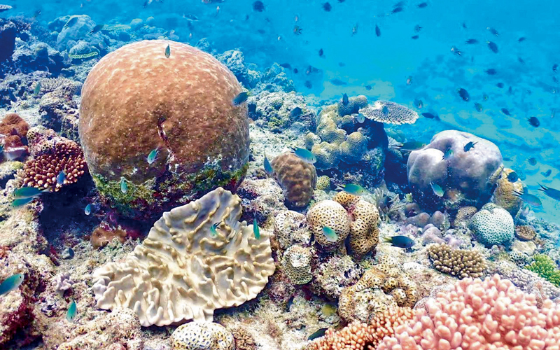 美しいサンゴ礁の写真