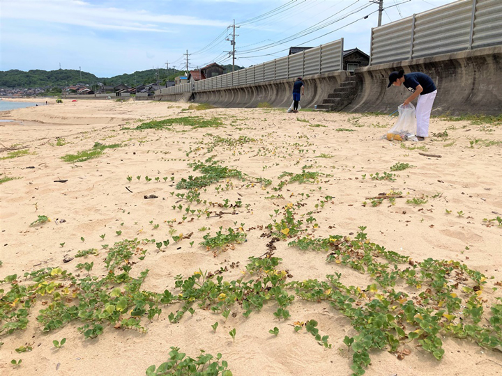 海浜植物の写真