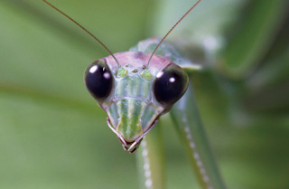 オオカマキリ夜の複眼