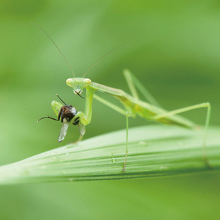 オオカマキリ3齢幼虫の画像