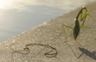 ハリガネムシとカマキリの画像