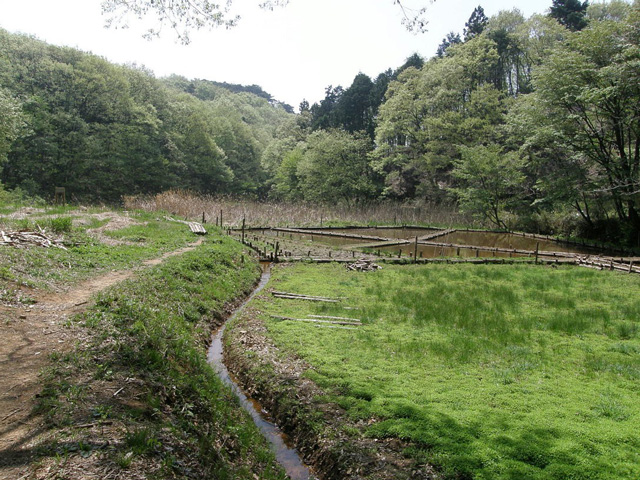 飯能市の湿地の画像