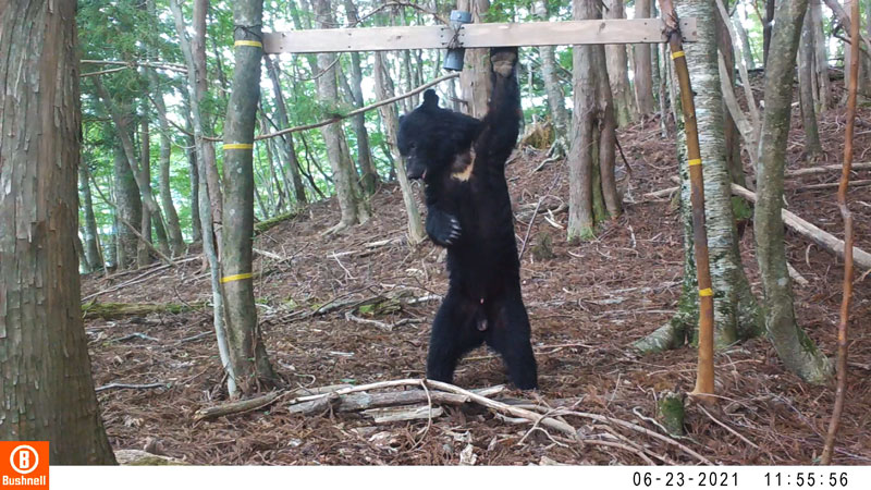 トレイルカメラが撮影したツキノワグマの写真