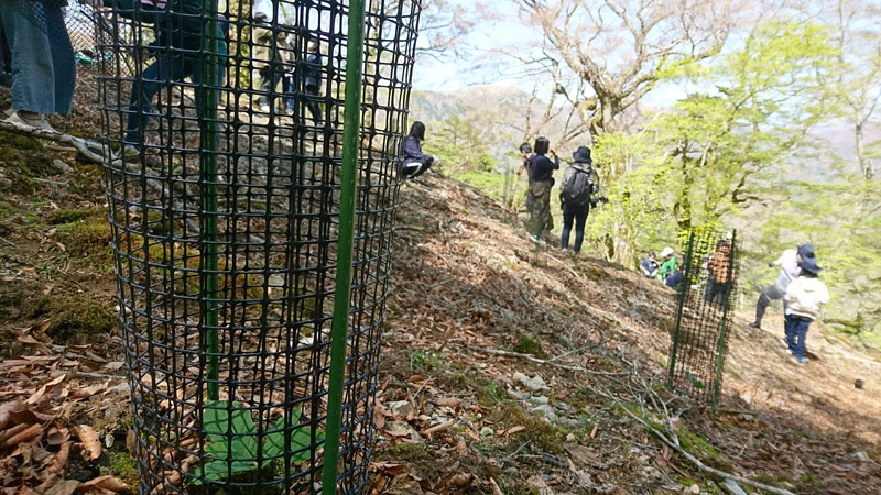 植栽したミズナラの写真