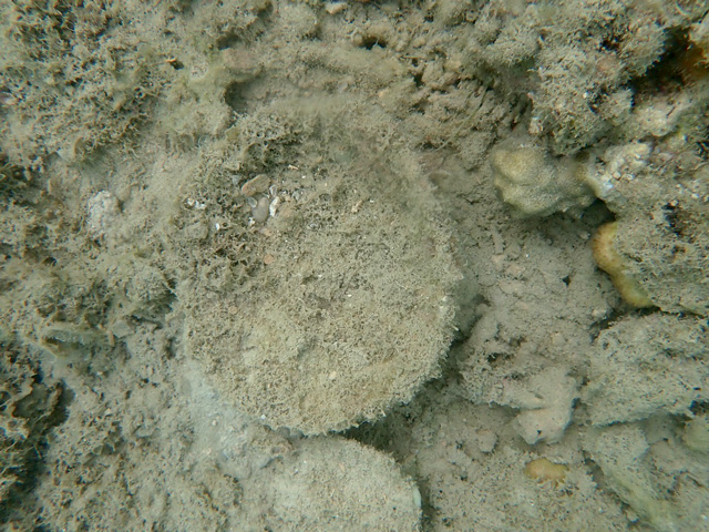 泥まみれのサンゴの画像