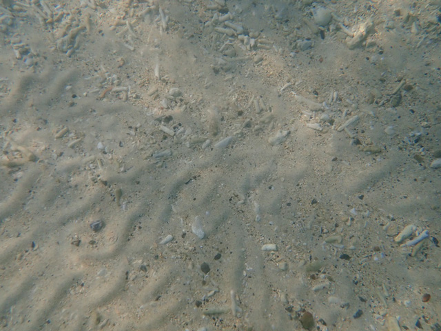 サンゴの遺骸が見られる海底の画像