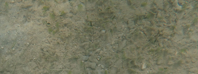 泥の中の茶色い海草の画像