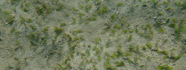砂地の中の緑色の海草の画像