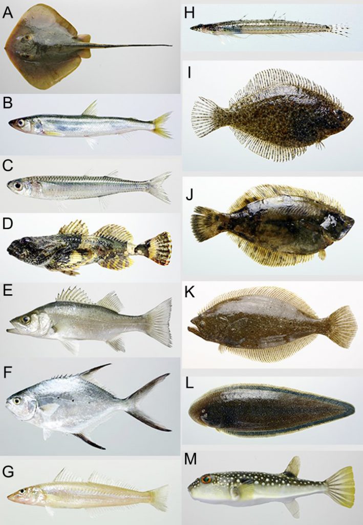 代表的な魚類