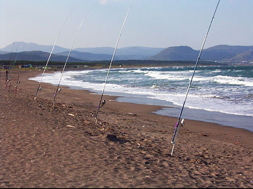 浜辺に立ち並ぶ釣竿の画像