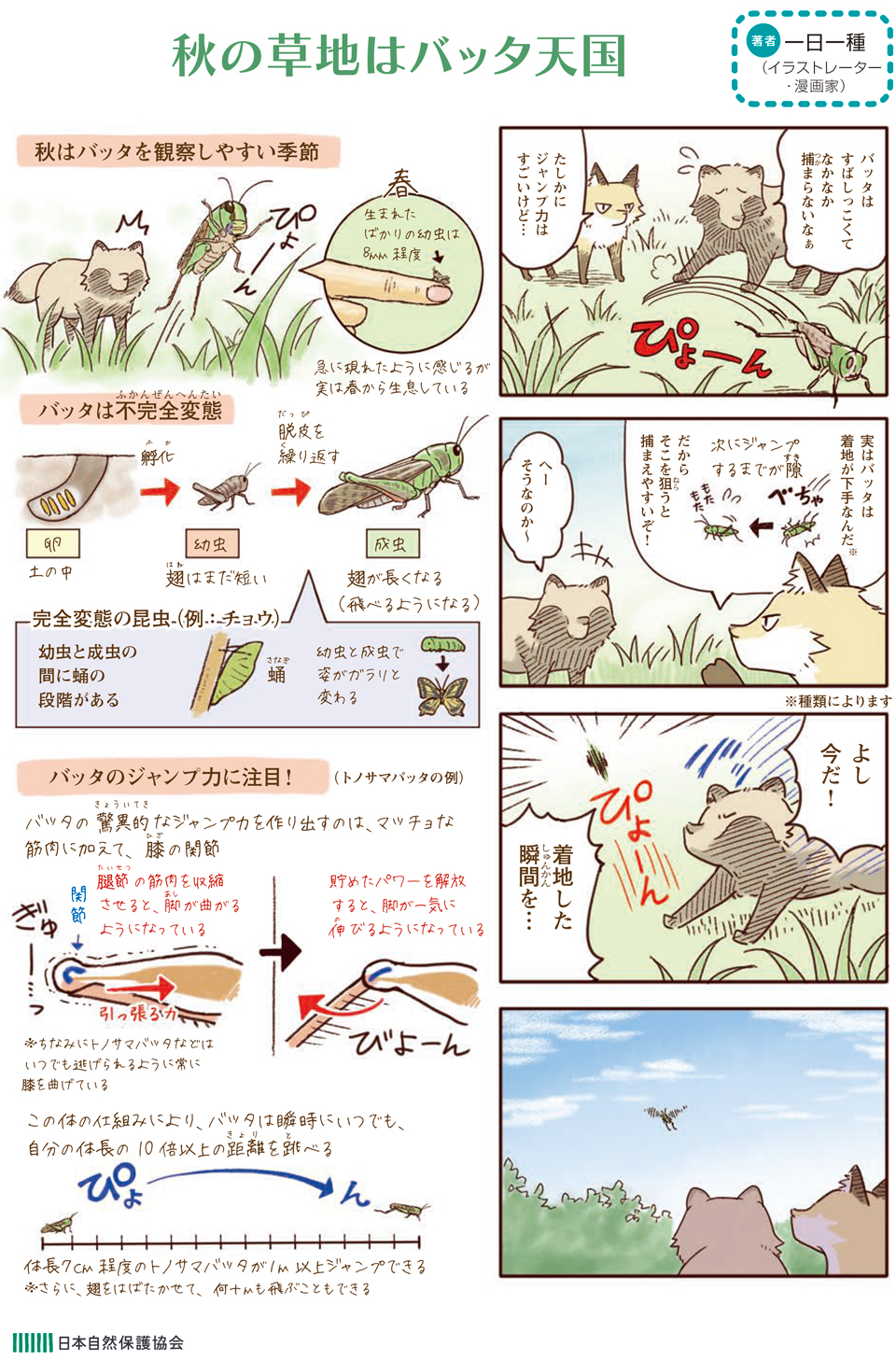 秋の草地がバッタ天国の４コマ漫画画像