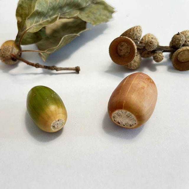 緑色のコナラの実と茶色のマテバシイの実の写真
