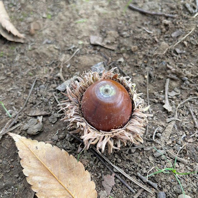 地面に落ちているどんぐりの写真