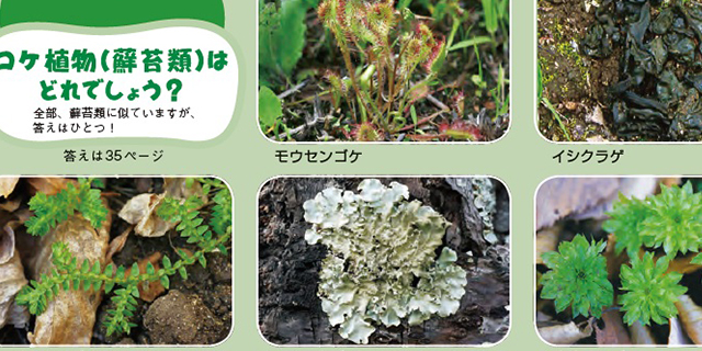 コケ植物はどれでしょう？