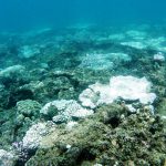白化したサンゴ礁の写真