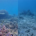 美しいサンゴ礁との比較写真