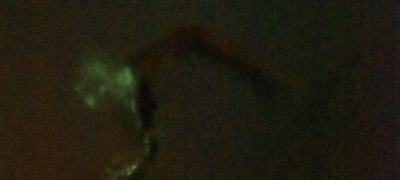 発光しているフトスジミミズの写真