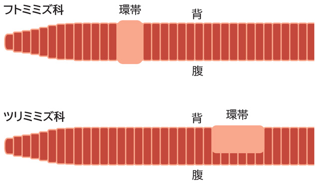 フトミミズ科とツリミミズ科の環帯の位置