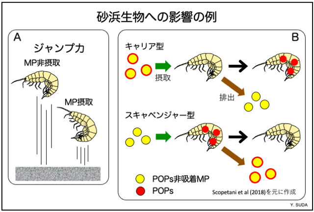 砂浜生物への影響の例図