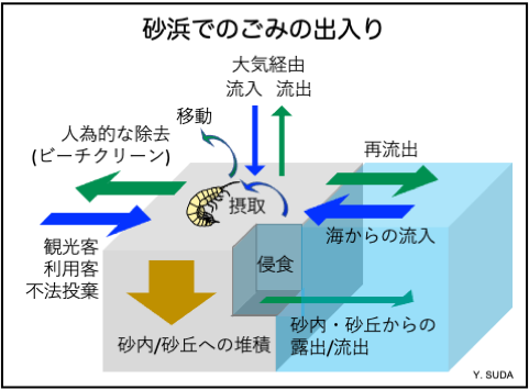 砂浜でのごみの出入り図