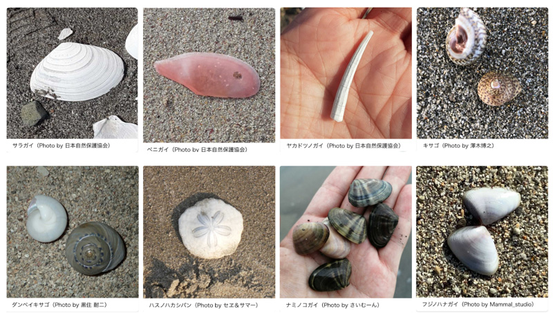 砂浜で収集した色々な貝殻の写真