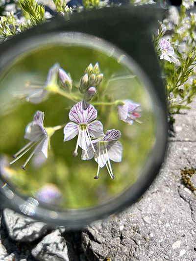 ルーペの中の花の写真