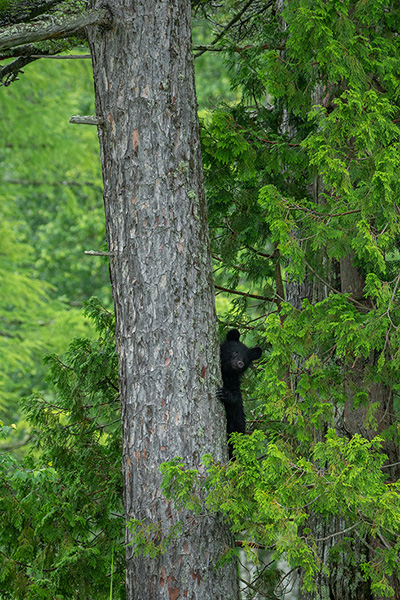 木登りしているクマの写真