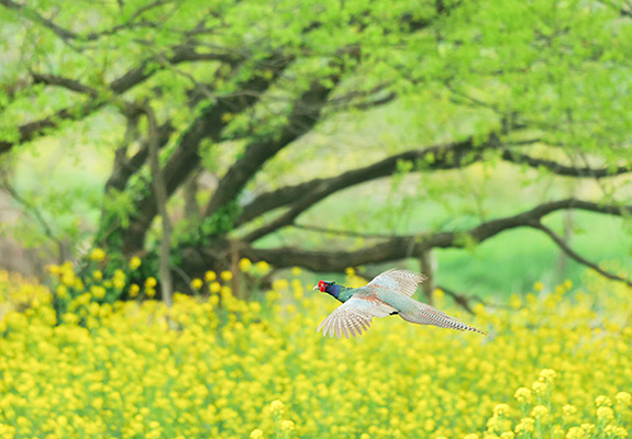 菜の花畑の中を飛んでいるキジの写真