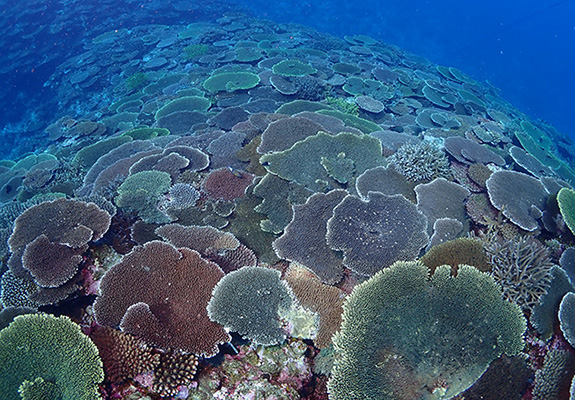 沖縄のテーブルサンゴの写真