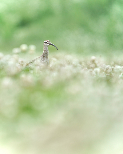 花畑で顔を出すチュウシャクシギの写真