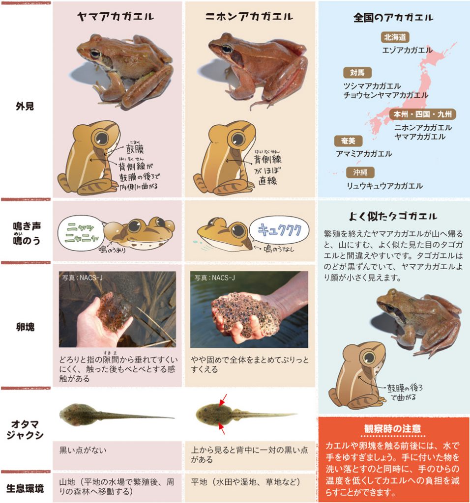 アカガエル比較表